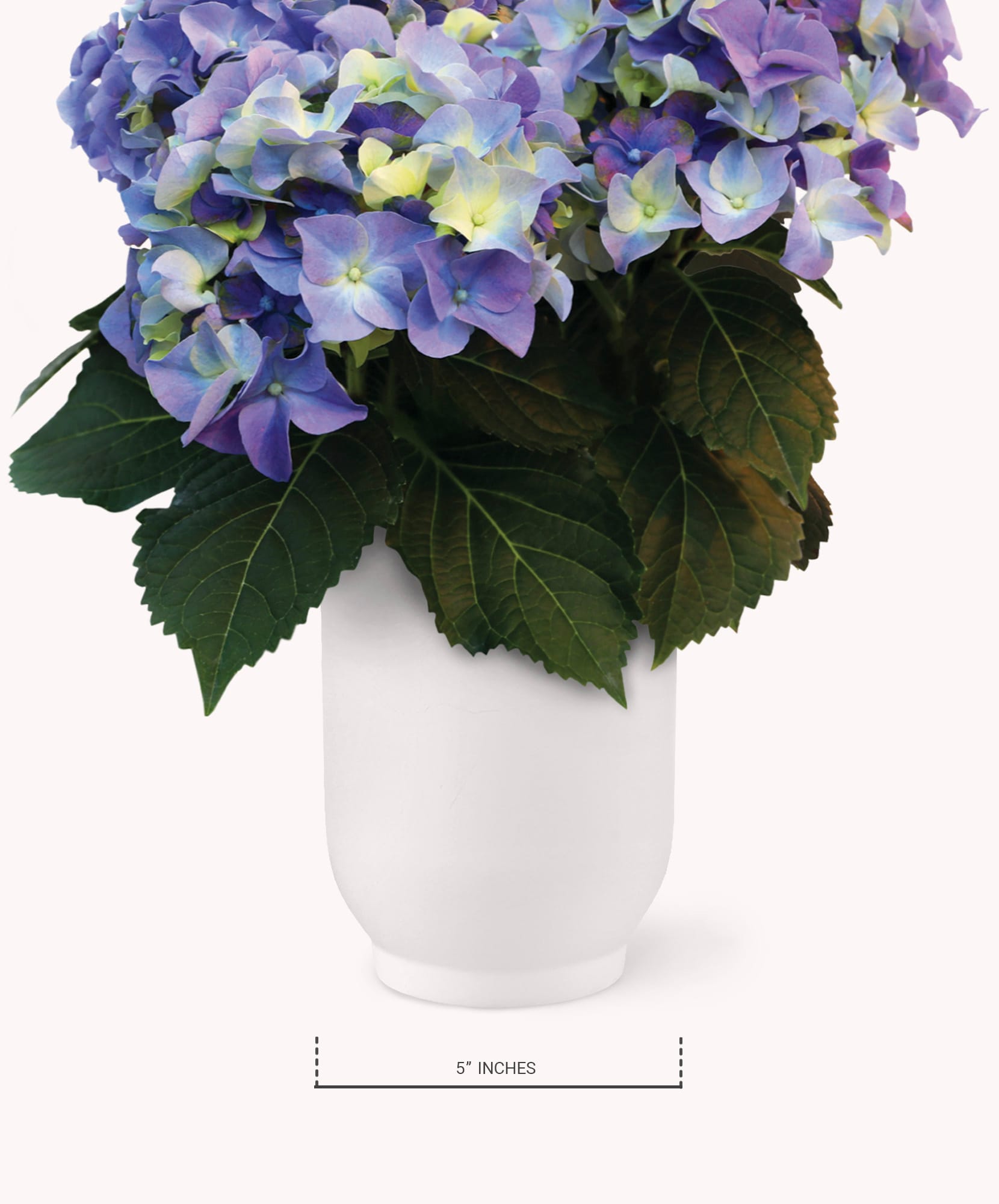 Vibrant hydrangea bouquet in soft shades of blue and purple, elegantly displayed in a white vase.
