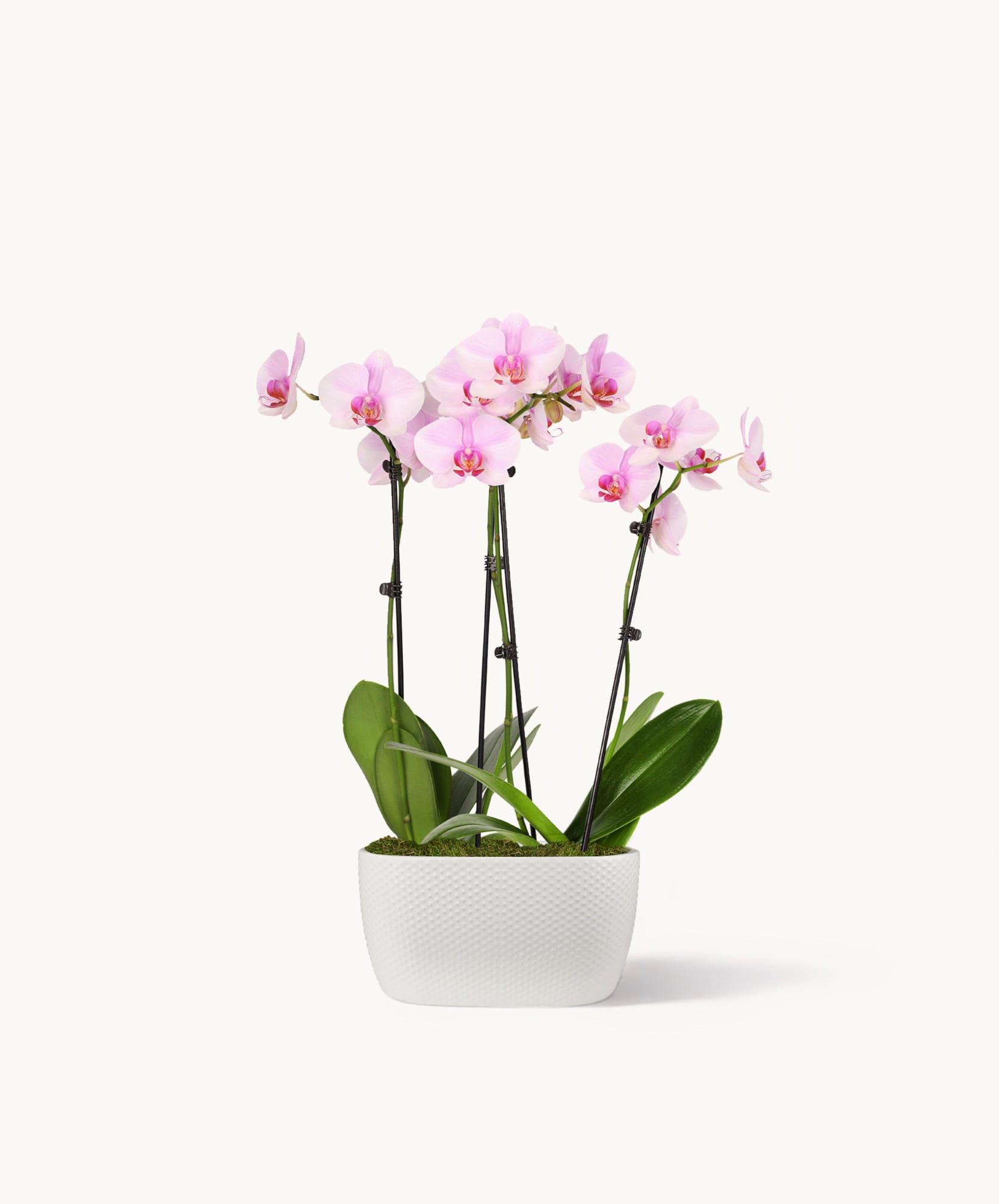 Elegant pink orchids in a stylish white pot, perfect for home decor or gifting.